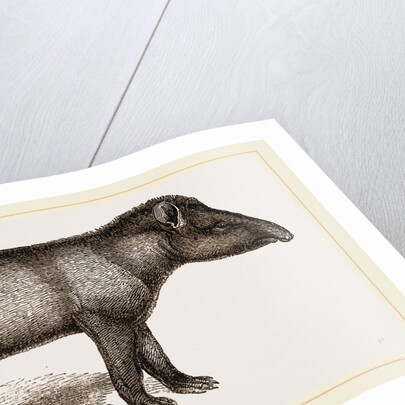 American Tapir by Anonymous