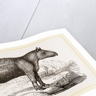 Young Tapir by Anonymous