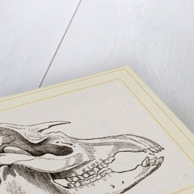 Skull of American Tapir by Anonymous