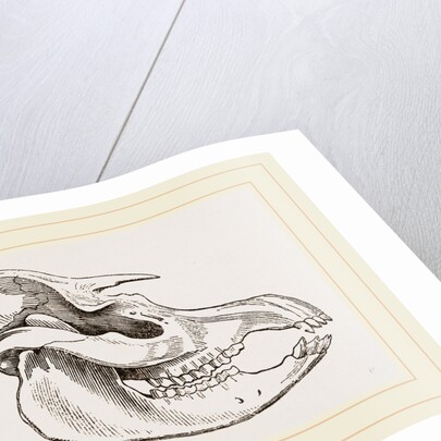 Skull of American Tapir by Anonymous