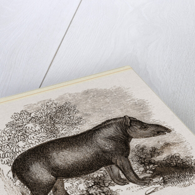 American Tapir by Anonymous