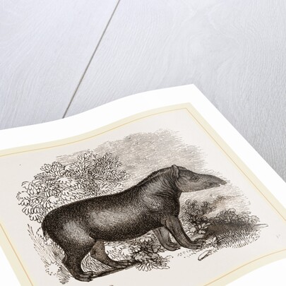 American Tapir by Anonymous