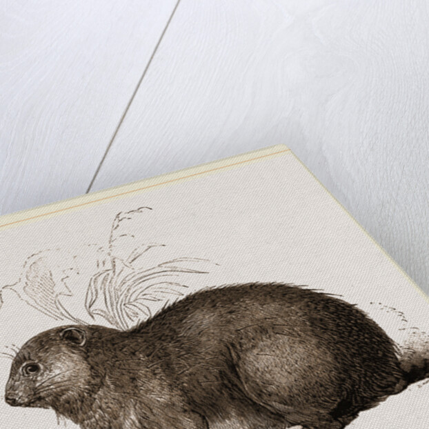 Hyrax by Anonymous