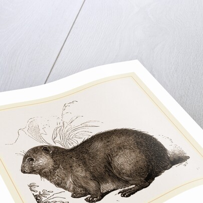 Hyrax by Anonymous