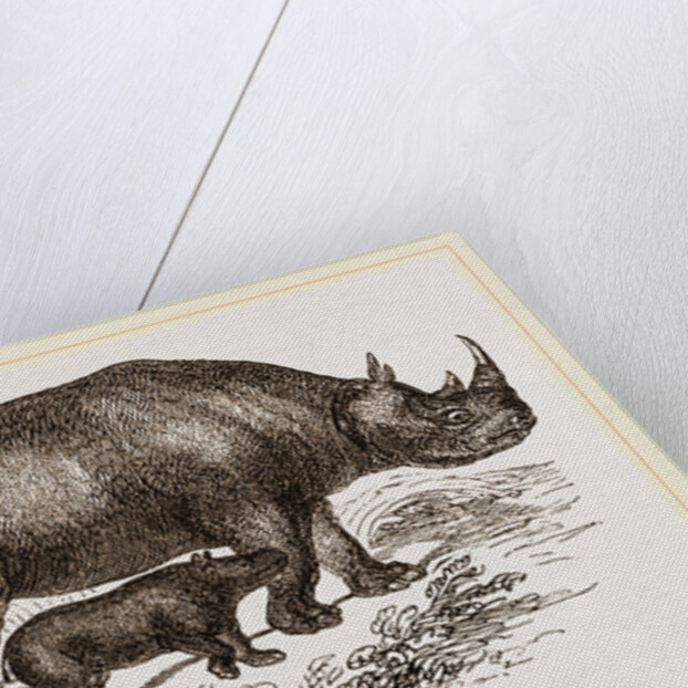 Black Rhinoceros and Young by Anonymous
