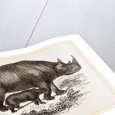 Black Rhinoceros and Young by Anonymous