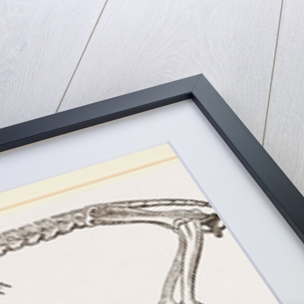 Skeleton of Daman by Anonymous