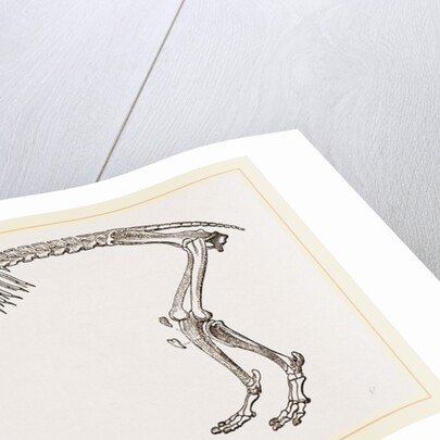Skeleton of Daman by Anonymous