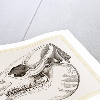 Skull of Daman by Anonymous
