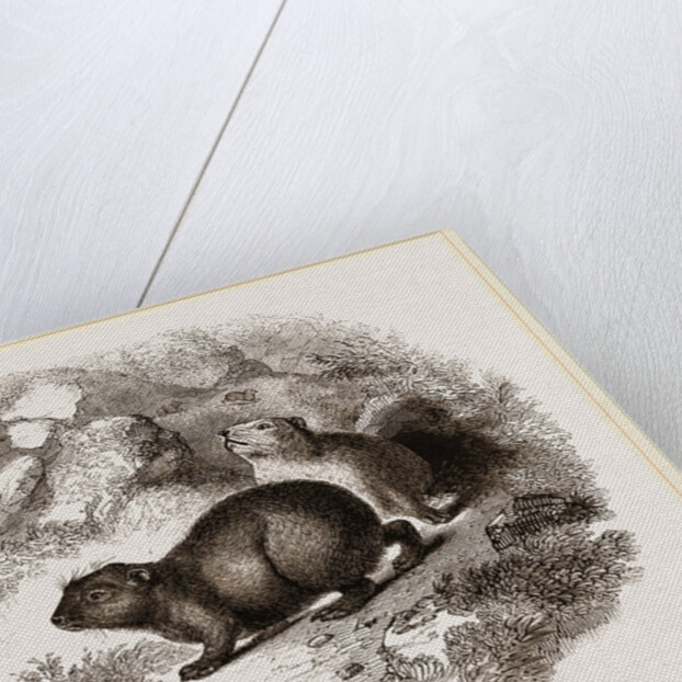 Cape Hyrax by Anonymous