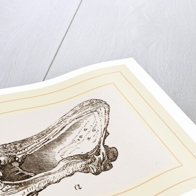 Skull of Fossil Rhinoceros by Anonymous