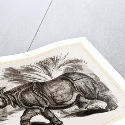 Indian Rhinoceros by Anonymous
