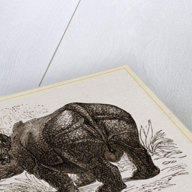 Indian Rhinoceros by Anonymous
