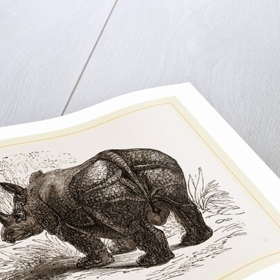 Indian Rhinoceros by Anonymous