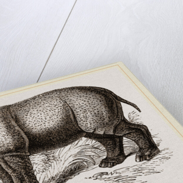 Javanese Rhinoceros by Anonymous