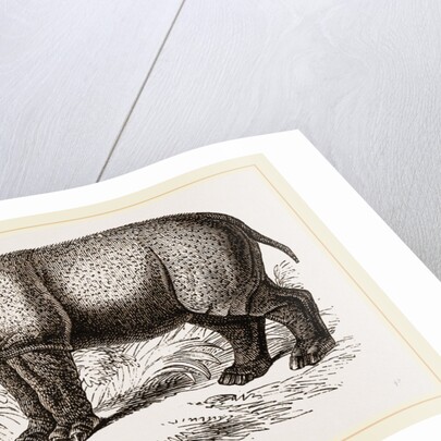 Javanese Rhinoceros by Anonymous