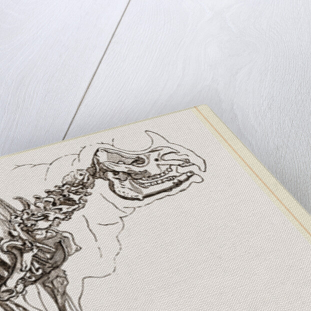 Skeleton of Rhinoceros by Anonymous