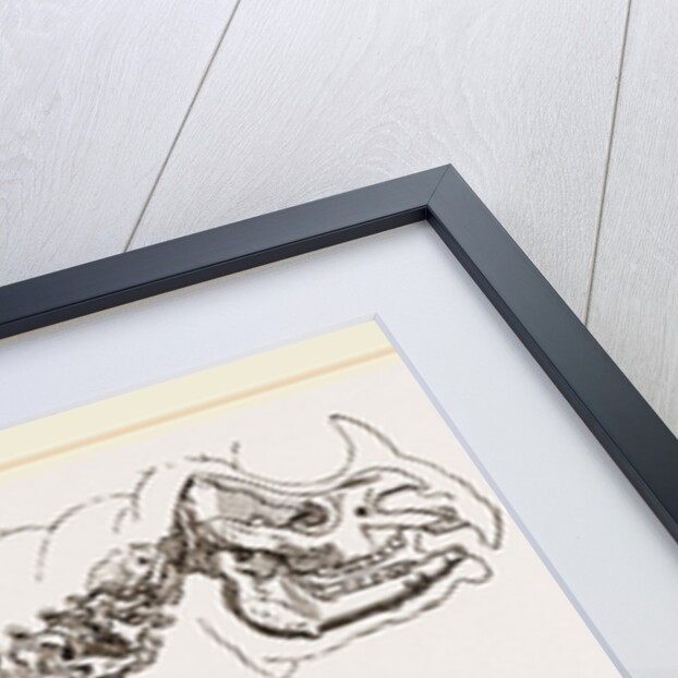 Skeleton of Rhinoceros by Anonymous
