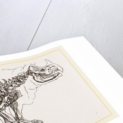Skeleton of Rhinoceros by Anonymous