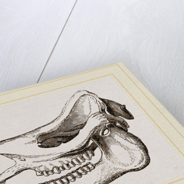 Skull of Javanese Rhinoceros by Anonymous