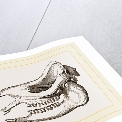 Skull of Javanese Rhinoceros by Anonymous