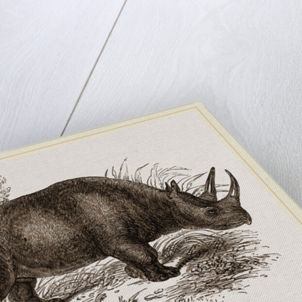 Rhinoceros Keitloa by Anonymous