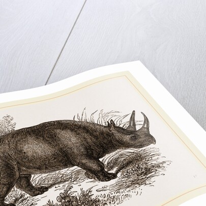 Rhinoceros Keitloa by Anonymous