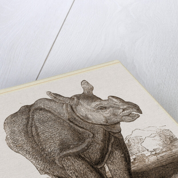 Indian Rhinoceros by Anonymous