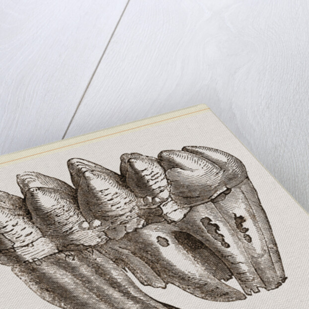 Molar of Mastodon not worn by Anonymous
