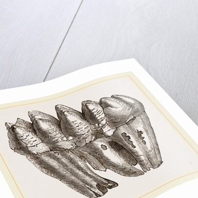 Molar of Mastodon not worn by Anonymous