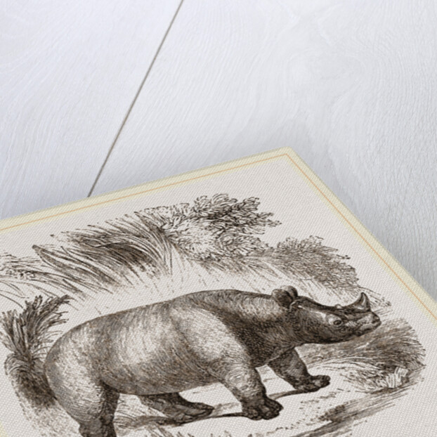 African Rhinoceros by Anonymous