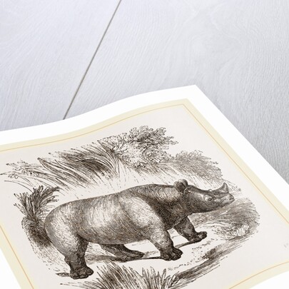 African Rhinoceros by Anonymous