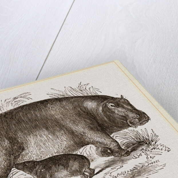 Female Hippopotamus and Young by Anonymous