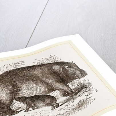 Female Hippopotamus and Young by Anonymous