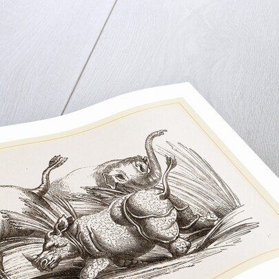 Elephant attacked by a Rhinoceros by Anonymous