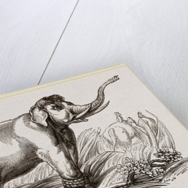 Wild Elephant left after having been bound by Anonymous