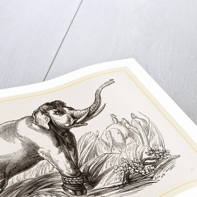 Wild Elephant left after having been bound by Anonymous