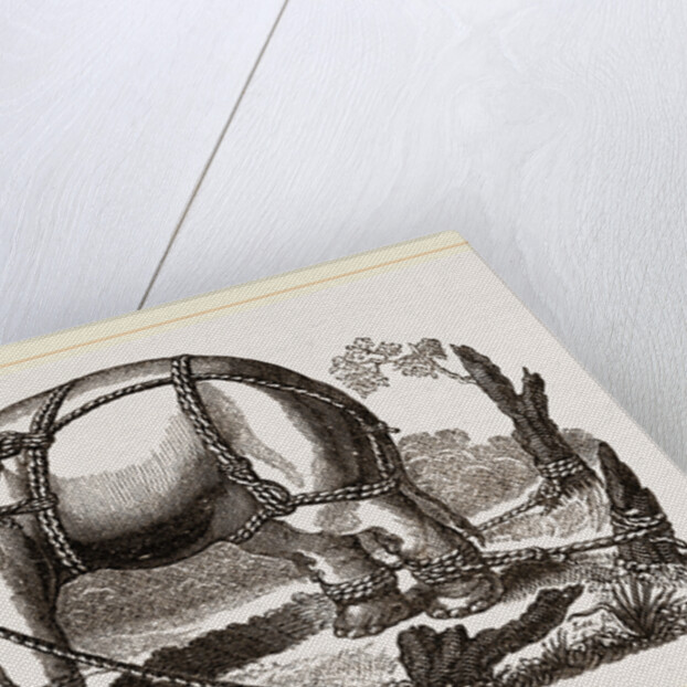 Elephant harnessed in a keddah by Anonymous