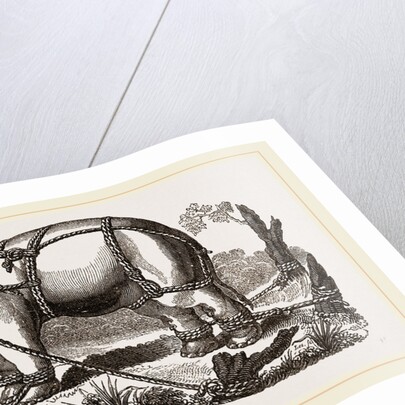 Elephant harnessed in a keddah by Anonymous