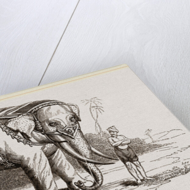 White Elephant of Ava by Anonymous