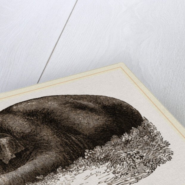 Elephant lying clown by Anonymous