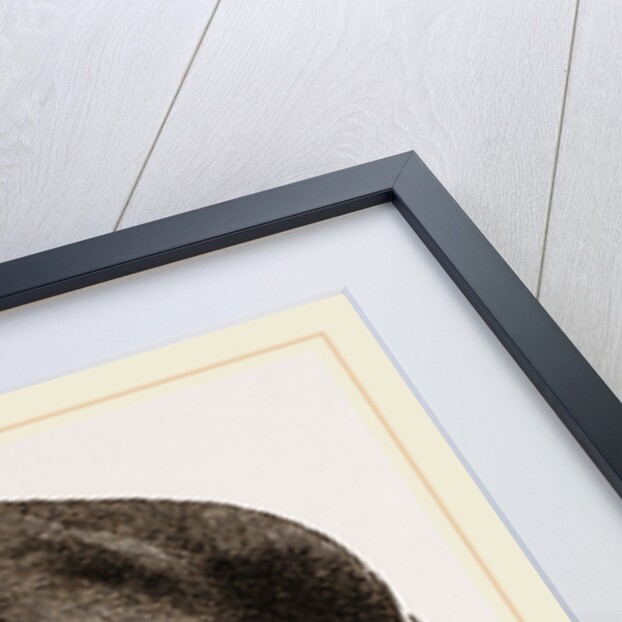 Elephant lying clown by Anonymous