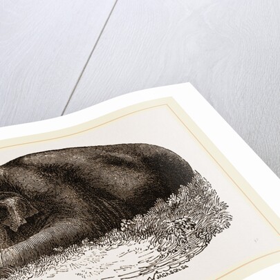 Elephant lying clown by Anonymous