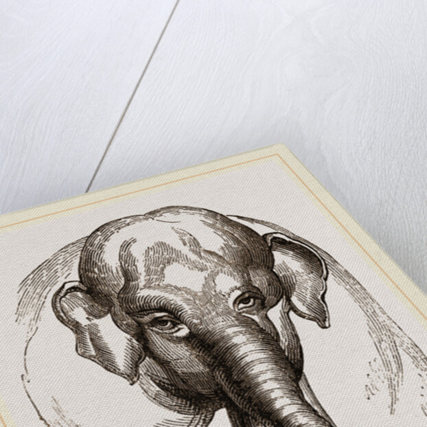 Head of Elephant by Anonymous