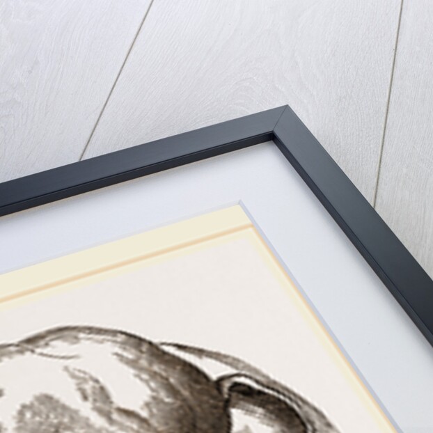 Head of Elephant by Anonymous