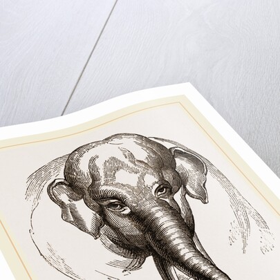 Head of Elephant by Anonymous