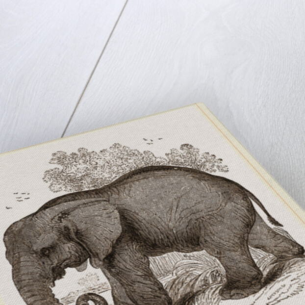 African Elephant by Anonymous