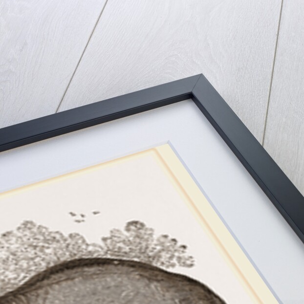 African Elephant by Anonymous