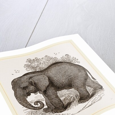 African Elephant by Anonymous