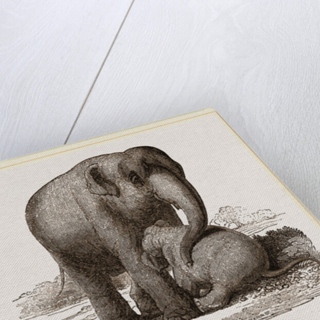 Young Elephant suckling by Anonymous
